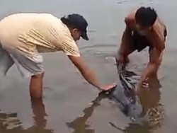 Video: 2 Lumba-lumba Terdampar di Pesisir Pantai Pasuruan
