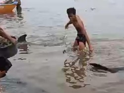 2 Lumba-lumba Terdampar di Pantai Lekok Pasuruan