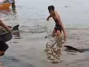 2 Lumba-lumba Terdampar di Pantai Lekok Pasuruan 2 Lumba-lumba Terdampar di Pantai Lekok Pasuruan