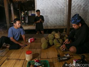 Sebelum Kawalu, Traveler Masih Bisa Pesta Durian di Baduy