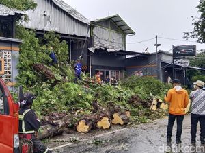 Pohon Asem Tumbang di Cilikus, Jalan Kuningan-Cirebon Sempat Tertutup