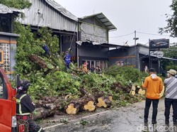 Pohon Asem Tumbang di Cilikus, Jalan Kuningan-Cirebon Sempat Tertutup