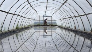 Begini Kesibukan Petani Garam di Pangandaran
