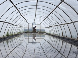 Prabowo Minta Industri Pangan-Farmasi Pakai Garam Lokal Mulai 31 Desember