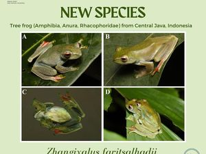 Mengenal Katak Pohon Farits Alhadi, Spesies Amfibi Baru Asal Jawa Tengah Mengenal Katak Pohon Farits Alhadi, Spesies Amfibi Baru Asal Jawa Tengah