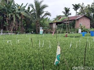 Harapan Petani Padi Lubuklinggau Panen Bulan Depan Setelah Sempat Gagal Harapan Petani Padi Lubuklinggau Panen Bulan Depan Setelah Sempat Gagal