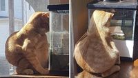 Aksi Absurd Si Kucing yang Bikin Gemas