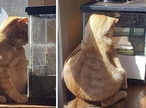 Aksi Absurd Si Kucing yang Bikin Gemas Aksi Absurd Si Kucing yang Bikin Gemas