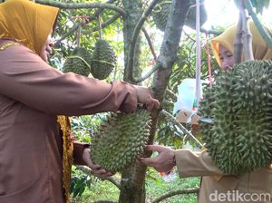 Eks TKI di Lamongan Sukses Kembangkan Kebun Durian Premium Eks TKI di Lamongan Sukses Kembangkan Kebun Durian Premium
