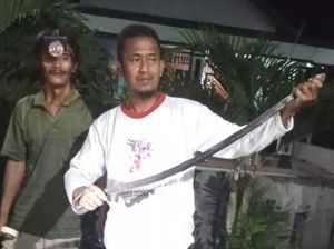 Kobra 1 Meter Ditangkap Usai Duel Lawan Kucing di Klaten Kobra 1 Meter Ditangkap Usai Duel Lawan Kucing di Klaten