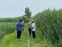 Siswi SD di Mojokerto Dijemput Pria Tak Dikenal, Ditinggal di Kebun Tebu