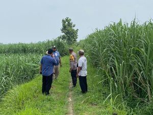 Siswi SD di Mojokerto Dijemput Pria Tak Dikenal, Ditinggal di Kebun Tebu Siswi SD di Mojokerto Dijemput Pria Tak Dikenal, Ditinggal di Kebun Tebu