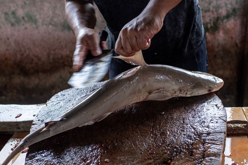 Sirip ikan hiu pasir (Odontaspididae) dijemur di salah satu pasar ikan di Pangkalpinang, Kepulauan Bangka Belitung, Sabtu (25/1/2025). Sirip ikan hiu isap (Chiloseyllium punctatum) dan hiu pasir (Odontaspididae) yang didapat dari nelayan setempat tersebut tidak termasuk jenis ikan hiu yang dilindungi di Indonesia dan dijual dengan harga mulai dari Rp30 ribu hingga Rp200 ribu per kg tergantung ukuran dan kualitas. ANTARA FOTO/Nova Wahyudi/aww.