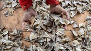 Geliat Perdagangan Sirip Hiu di Pasar Ikan Pangkalpinang