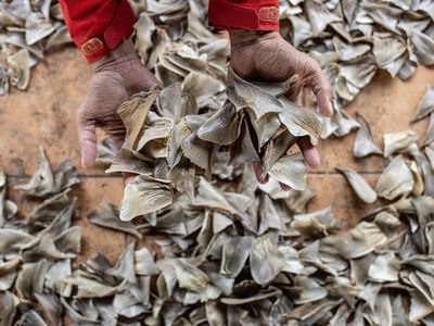 Geliat Perdagangan Sirip Hiu di Pasar Ikan Pangkalpinang