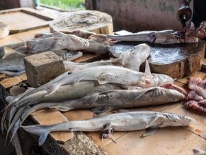 Hiu Predator Laut, Bolehkah Dikonsumsi Muslim? Hiu Predator Laut, Bolehkah Dikonsumsi Muslim?