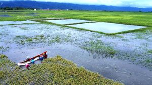 Petani Gorontalo Panen Padi Lebih Awal Karena Banjir