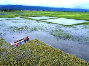 Petani Gorontalo Panen Padi Lebih Awal Karena Banjir Petani Gorontalo Panen Padi Lebih Awal Karena Banjir