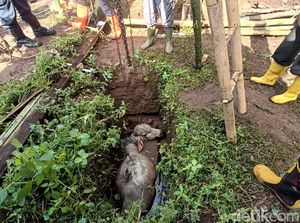 Lepas dari Kandang, Sapi 3 Kuintal Nyemplung Sumur di Banyumas Lepas dari Kandang, Sapi 3 Kuintal Nyemplung Sumur di Banyumas