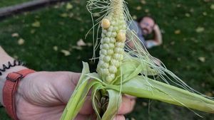 10 Potret Sayur dan Buah Gagal Tanam yang Viral di Media Sosial