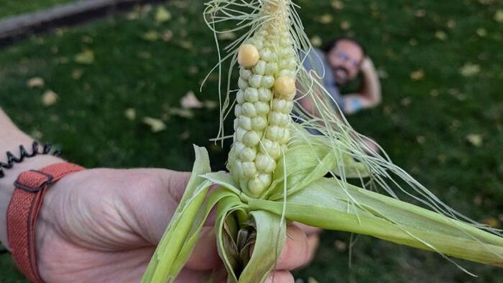 10 Potret Sayur dan Buah Gagal Tanam yang Viral di Media Sosial 10 Potret Sayur dan Buah Gagal Tanam yang Viral di Media Sosial