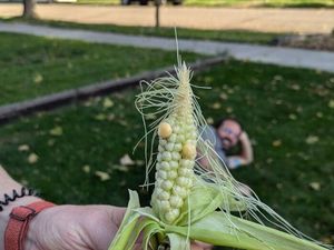 10 Potret Sayur dan Buah Gagal Tanam yang Viral di Media Sosial 10 Potret Sayur dan Buah Gagal Tanam yang Viral di Media Sosial