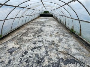 Nasib Petani Garam Pangandaran, Tetap Bertahan Meski Tak Menguntungkan