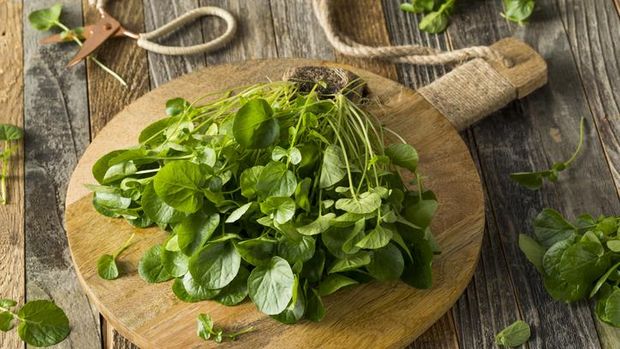 jukut goreng fakta jukut goreng