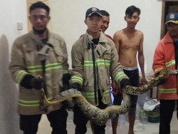 Ngerinya Ular Piton 3,5 Meter Nongkrong di Dapur Usai Mangsa Ayam