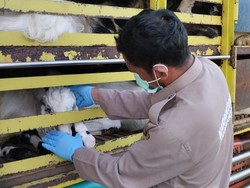 Cegah PMK, Balai Karantina Sumsel Perketat Pengawasan Lalu Lintas Hewan