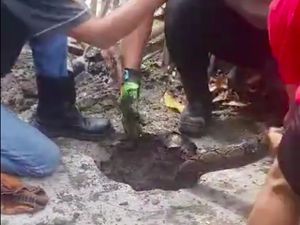 14 Ekor Ular Sanca Buat Sarang di Septic Tank Rumah Warga, Ini Penampakannya