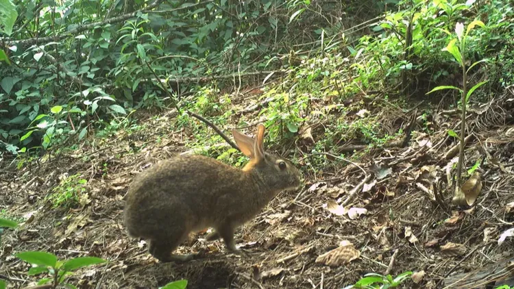 Kelinci 'Punah' Ditemukan Kembali: Terungkap Lewat Kamera Usai 13 Dekade