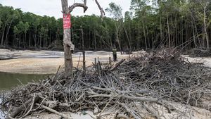 Hutan Mangrove Ini Rusak akibat Penambangan Timah Ilegal