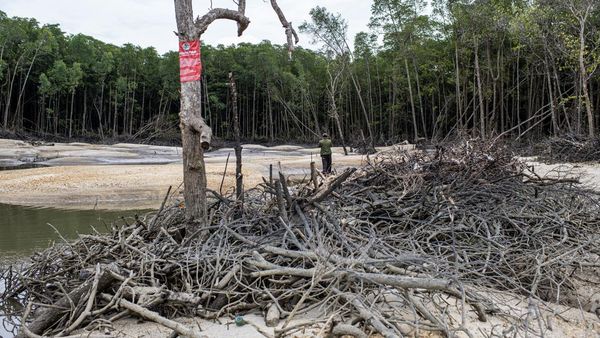 Hutan Mangrove Ini Rusak akibat Penambangan Timah Ilegal