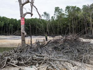 Hutan Mangrove Ini Rusak akibat Penambangan Timah Ilegal