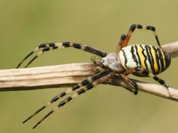 Laba-laba Ternyata Tidak Punya Hidung, Tapi Mencium Lewat Anggota Tubuh Ini