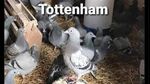 Meme Tottenham: Di Carabao Cup Suhu, di Premier League Cupu!