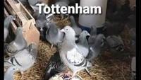 Sudah mirip logo Tottenham? Foto: dok. Internet/X (Twitter)