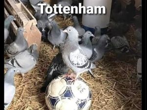 Meme Tottenham: Di Carabao Cup Suhu, di Premier League Cupu!