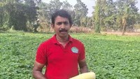 Hebat! Eks Akuntan Sukses Jadi Petani dan Ekspor Sayuran ke Dubai