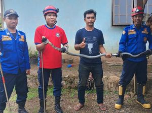 Ular Kobra 2 Meter Masuk Rumah Warga di Luwu Timur, Damkar Evakuasi Ular Kobra 2 Meter Masuk Rumah Warga di Luwu Timur, Damkar Evakuasi