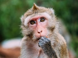 Gegara Penjaga Lupa Tutup Kandang, 43 Ekor Kera Kabur dari Fasilitas Penelitian