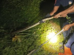 Ular Sowo Kembang 6 Kg Bikin Heboh Warga Pengasih Kulon Progo Ular Sowo Kembang 6 Kg Bikin Heboh Warga Pengasih Kulon Progo