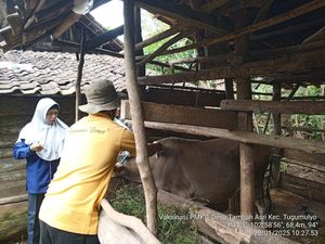 DTPHP Musi Rawas Dapat 1.050 Vaksin untuk PMK DTPHP Musi Rawas Dapat 1.050 Vaksin untuk PMK