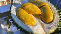 10 Varietas Durian Malaysia, D24 hingga Musang King
