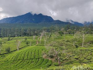 Pesona Hamparan Kebun Teh di Sukawana Bandung Barat Pesona Hamparan Kebun Teh di Sukawana Bandung Barat