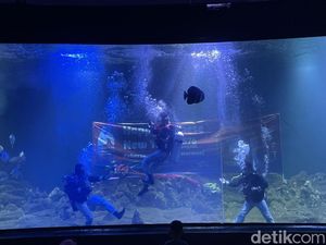 Ciaat.. Begini Aksi Kungfu Dalam Air di Aquarium Indonesia Ciaat.. Begini Aksi Kungfu Dalam Air di Aquarium Indonesia
