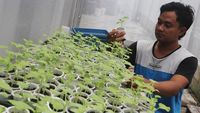 Melihat Budi Daya Melon Hidroponik di Ngawi