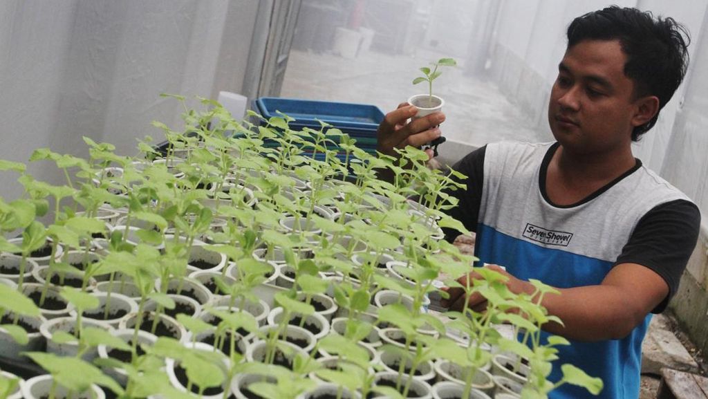 Melihat Budi Daya Melon Hidroponik di Ngawi Melihat Budi Daya Melon Hidroponik di Ngawi