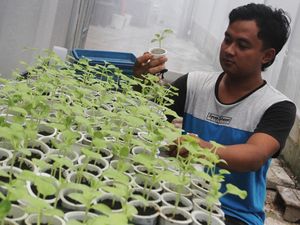 Melihat Budi Daya Melon Hidroponik di Ngawi